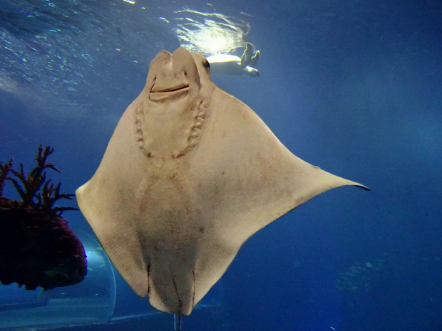 OCEANARIUM we Wrocławiu - Płaszczka omańska