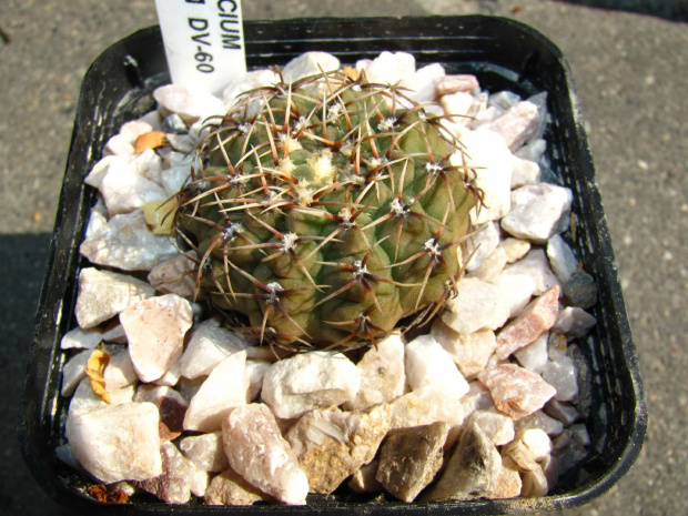 Gymnocalycium quehlianum DV 60