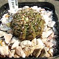 Gymnocalycium quehlianum DV 60