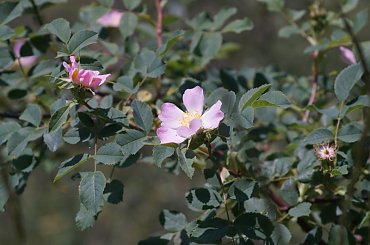 SONY A3000 Canon FD 100/4 macro #macro #A3k #A3000