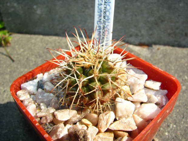 Gymnocalycium schickendantzii FR 444a