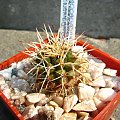 Gymnocalycium schickendantzii FR 444a