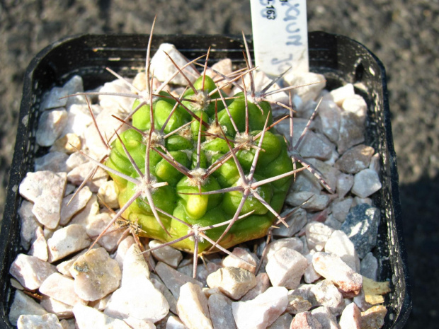 Gymnocalycium capillaense JO 163