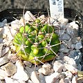 Gymnocalycium capillaense JO 163