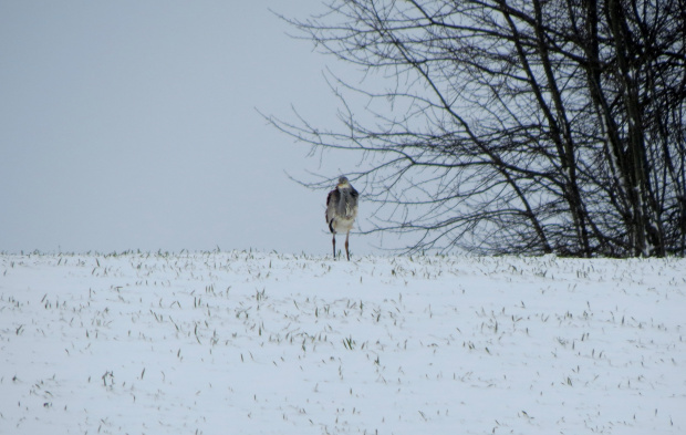 Dziwny jegomość ... zdawało mi się przez chwilę że to człowiek tam stoi, ale bardzo daleko był.
Czyżby to był żóraw ?...