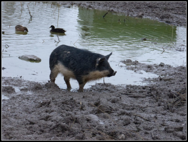 mangalica-swinia blotna,pastwiskowa,welnista,wegierska. #przyroda