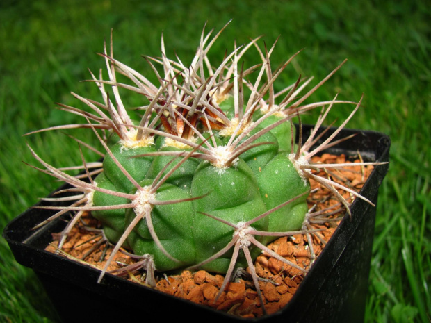 Gymnocalycium castellanosii