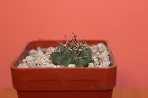 Lobivia pugionacantha v. salitrensis WR 636