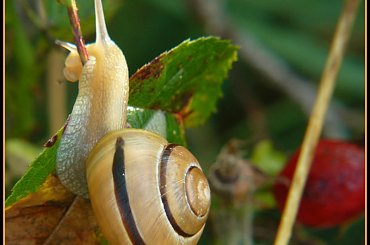 ślimaczek #krople #pajaki #PrawieJesień