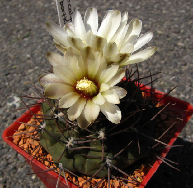 Gymnocalycium brothii