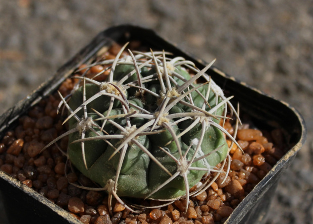 Gymnocalycium mostii TOM 06-006/1