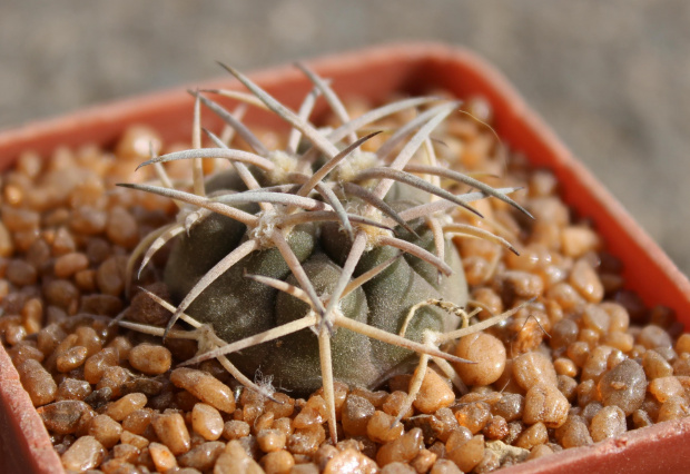 Gymnocalycium pugionacanthum TOM 07-290/1