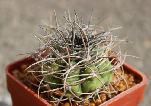 Gymnocalycium acorrugatum VS 34