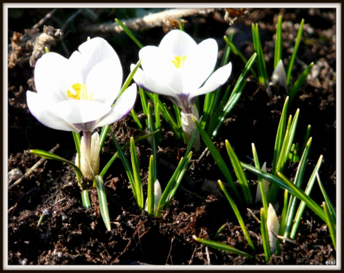 zwiastuny wiosny #ogród