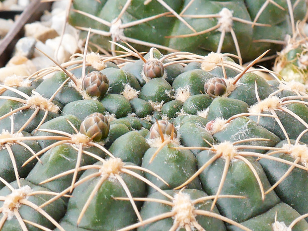 Gymnocalycium leeanum #kaktusy