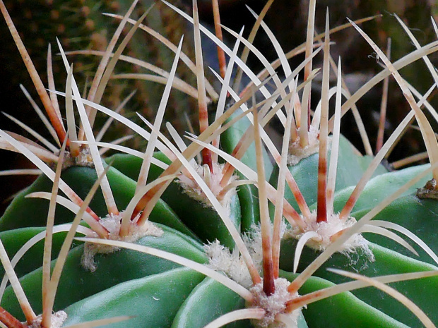 Ferocactus #kaktusy