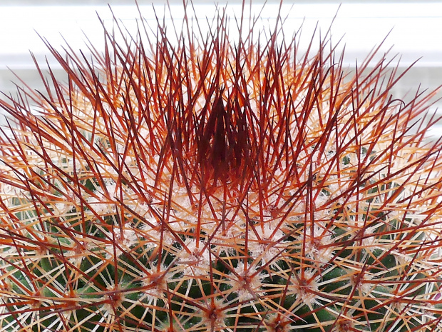Mammillaria #kaktusy