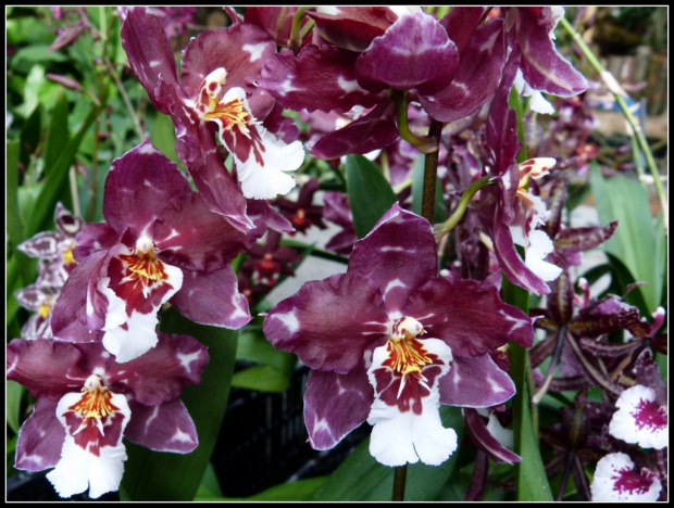orchidee i storczyki z wyspa Mainau #przyroda