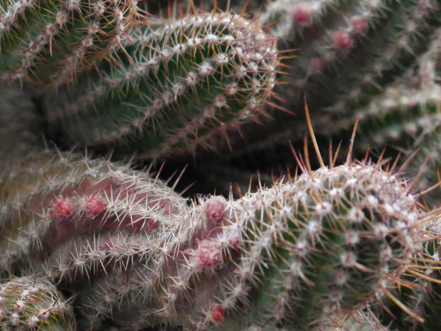 Chamaecereus hybr. 'Reinbow' #kaktusy