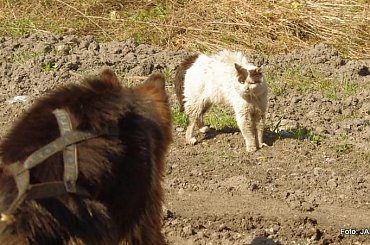 #GILDOWiernyDruh #Jangcy #OwczarekNiemiecki #Parys #PsieZaprzęgi