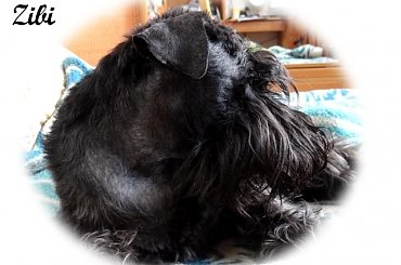 #pies #sznaucer #SznaucerMini #sznup #Zibi