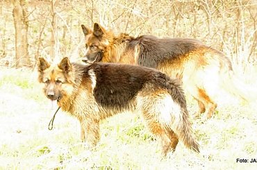 #GILDOWiernyDruh #Jangcy #OwczarekNiemiecki #Parys #PsieZaprzęgi