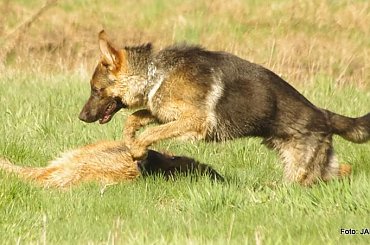 #GILDOWiernyDruh #Jangcy #OwczarekNiemiecki #Parys #PsieZaprzęgi