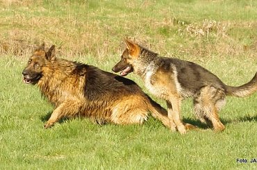 #GILDOWiernyDruh #Jangcy #OwczarekNiemiecki #Parys #PsieZaprzęgi