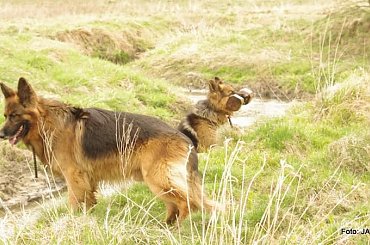 #GILDOWiernyDruh #Jangcy #OwczarekNiemiecki #Parys #PsieZaprzęgi