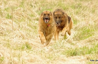 #GILDOWiernyDruh #Jangcy #OwczarekNiemiecki #Parys #PsieZaprzęgi