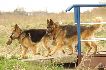 #GILDOWiernyDruh #Jangcy #OwczarekNiemiecki #Parys #PsieZaprzęgi