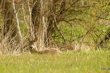 #GILDOWiernyDruh #Jangcy #OwczarekNiemiecki #Parys #PsieZaprzęgi