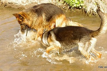 #GILDOWiernyDruh #Jangcy #OwczarekNiemiecki #Parys #PsieZaprzęgi