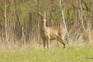 #GILDOWiernyDruh #Jangcy #OwczarekNiemiecki #Parys #PsieZaprzęgi