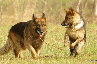 #GILDOWiernyDruh #Jangcy #OwczarekNiemiecki #Parys #PsieZaprzęgi