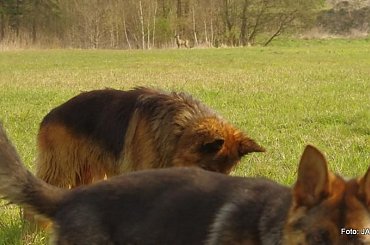 #GILDOWiernyDruh #Jangcy #OwczarekNiemiecki #Parys #PsieZaprzęgi