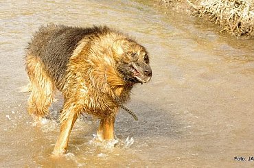 #GILDOWiernyDruh #Jangcy #OwczarekNiemiecki #Parys #PsieZaprzęgi