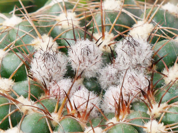 Notocactus uebelmanianus #kaktusy