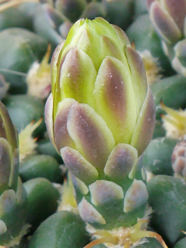 Gymnocalycium leeanum #kaktusy