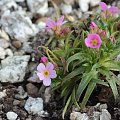 Erica carnea