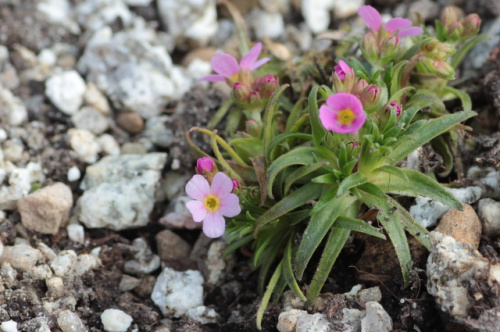 Erica carnea