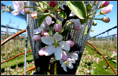 wiosna-kwiat jabloni
