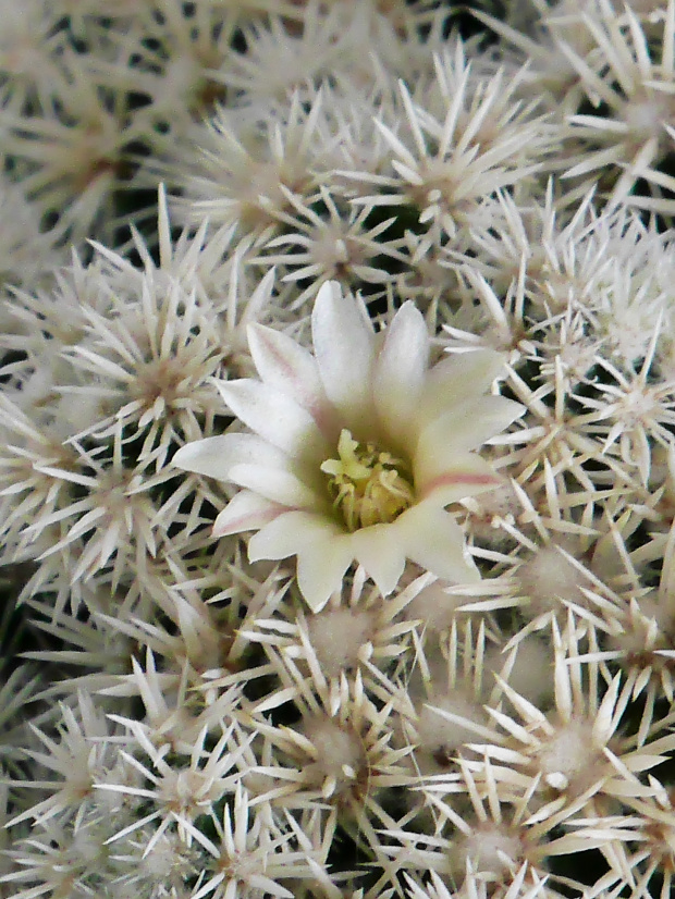 Mammillaria gracilis cv 'Arizona Snowcap' #kaktusy