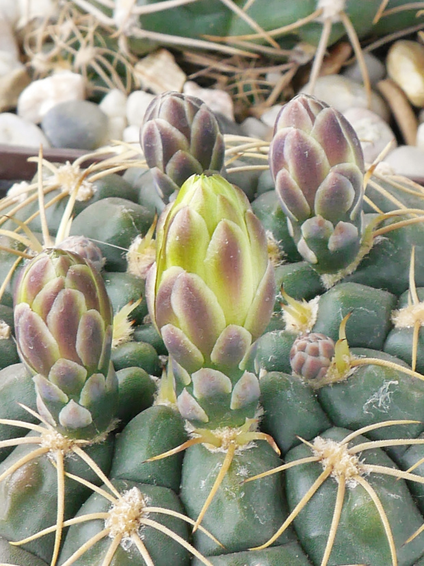 Gymnocalycium leeanum #kaktusy