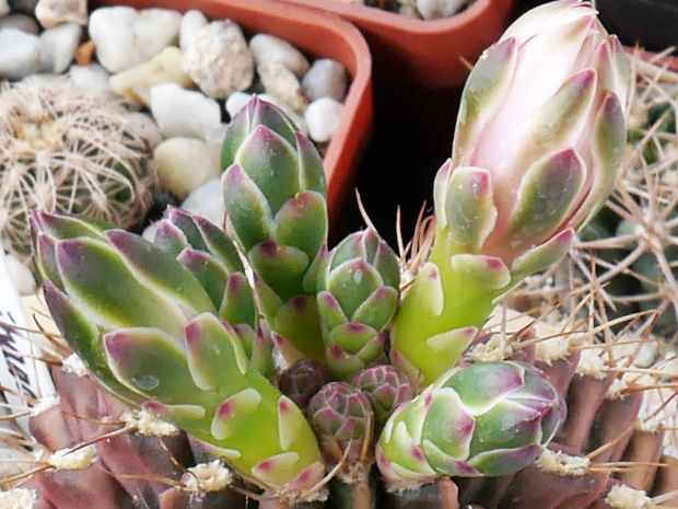 Gymnocalycium damsii #kaktusy
