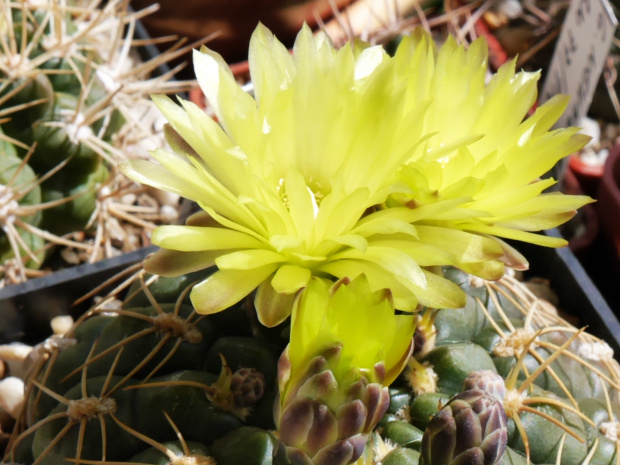 Gymnocalycium leeanum #kaktusy
