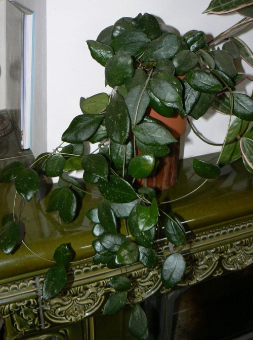ovalifolia