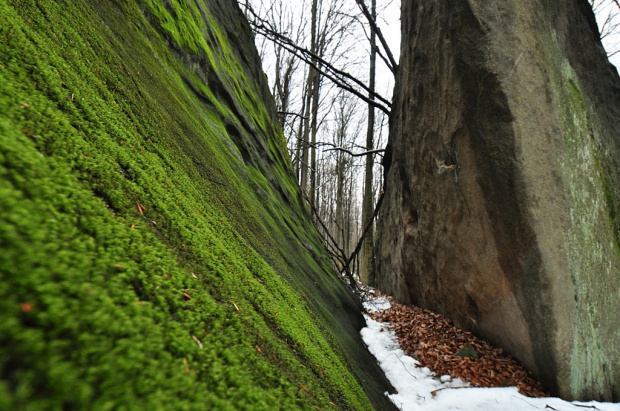 Beskid Niski - Magura Wątkowska - Rezerwat "Kornuty"