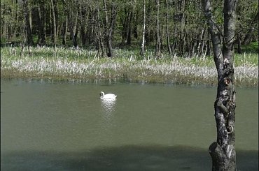 #Bug #pies #sznaucer #zalew #Zibi