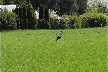 #Bug #pies #sznaucer #zalew #Zibi